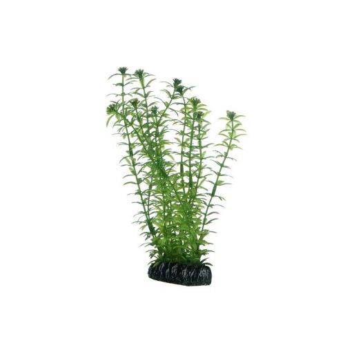 Dohse HOBBY Lagarosiphon 20 cm