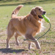 KONG Airdog Fetch Stick mit Seil Large