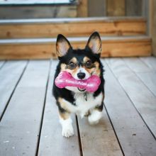 KONG Squeezz Crackle Bone Medium Sortiert