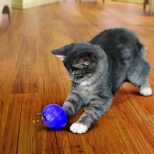 KONG Cat Dispensing Treat Ball