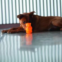 KONG Squeezz Jels Large