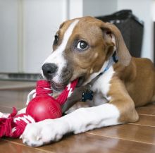 KONG Ball With Rope Small