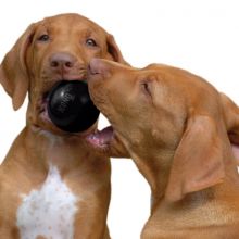 KONG Extreme Ball Small