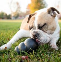 KONG Extreme Extra Large