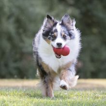 KONG Classic XX Large