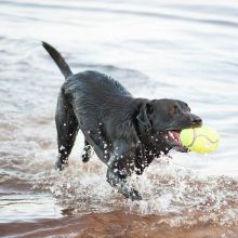 KONG Airdog Squeaker Football Medium