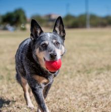 KONG Ball With Hole Medium / Large