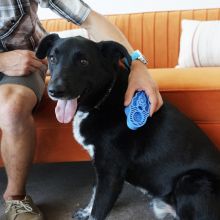 KONG Zoom Groom Boysenberry Large