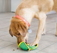 KONG Ballistic Hide n Treat Large Sortiert