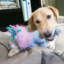 KONG Knots Carnival Elephant Small / Medium