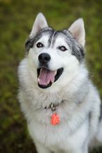 TickLess PET Ultraschallgerät - Pink