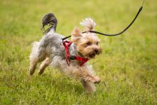 TickLess PET Ultraschallgerät - Pink