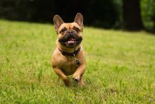 TickLess PET Ultraschallgerät - Orange