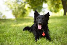 TickLess PET Ultraschallgerät - Orange