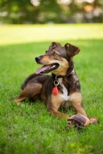 TickLess PET Ultraschallgerät - Schwarz