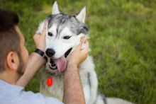 TickLess PET Ultraschallgerät - Schwarz