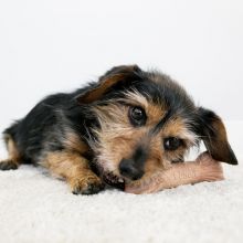 KONG ChewStix Stick Medium