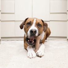 KONG ChewStix Stick Large