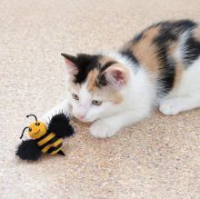 KONG Cat Better Buzz Bee