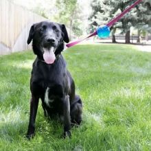 KONG TagALong Ball Medium Sortiert