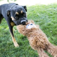 KONG Tuggz Sloth Extra Large