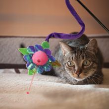 KONG Cat Laser Teaser Characters Sortiert