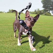 KONG Extreme Dental mit Seil Medium