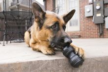 KONG Extreme Dental Large