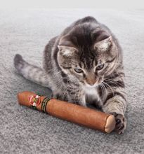KONG Cat Better Buzz Cigar
