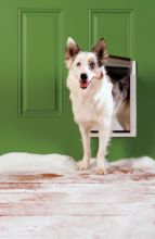 PetSafe Haustiertür M für extremes Wetter