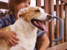 PetSafe 2-Wege Haustiertür Original L grau