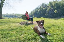 PetSafe Ferntrainer Standard für zusätzliches Empfängerhalsband