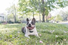 PetSafe Ferntrainer Lite 300 Meter