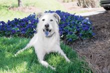 PetSafe Ferntrainer Lite 600 Meter