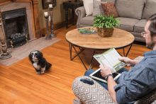 PetSafe Ferntrainer Lite für zusätzliches Empfängerhalsband