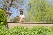 PetSafe Ferntrainer Spray 300 Meter