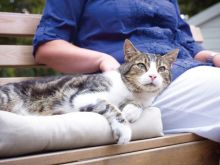 PetSafe Mikrochip-Katzenklappe Petporte