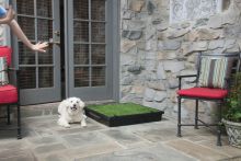 PetSafe Pet Loo S Mobile Haustiertoilette