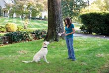 PetSafe R&uuml;ckhaltesystem Stay & Play drahtlos