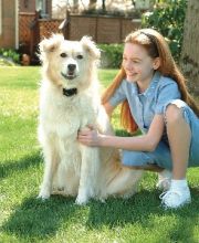 PetSafe Zus&auml;tzliches Empf&auml;ngerhalsband f&uuml;r drahtlose R&uuml;ckhaltesysteme