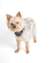 PetSafe Zus&auml;tzliches Empf&auml;ngerhalsband f&uuml;r drahtlose R&uuml;ckhaltesysteme