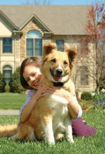 PetSafe Zus&auml;tzliches Empf&auml;ngerhalsband f&uuml;r widerspenstige Hunde