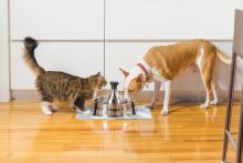 PetSafe Trinkbrunnen Drinkwell Edelstahl 360