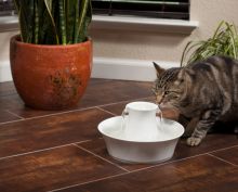 PetSafe Trinkbrunnen Drinkwell Keramik Avalon