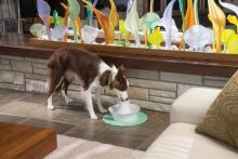 PetSafe Trinkbrunnen Drinkwell Keramik Avalon