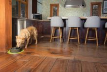 PetSafe Trinkbrunnen Drinkwell Strömung M