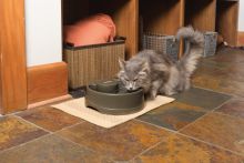 PetSafe Trinkbrunnen Drinkwell Strömung M