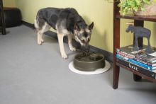 PetSafe Trinkbrunnen Drinkwell Strömung L