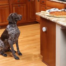 PetSafe Pawz Away Mini Haustier Barriere