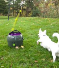 PetSafe Ballwerfer automatisch